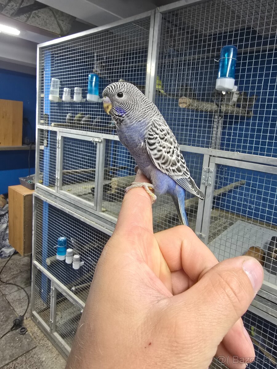 Blackface andulka - 4