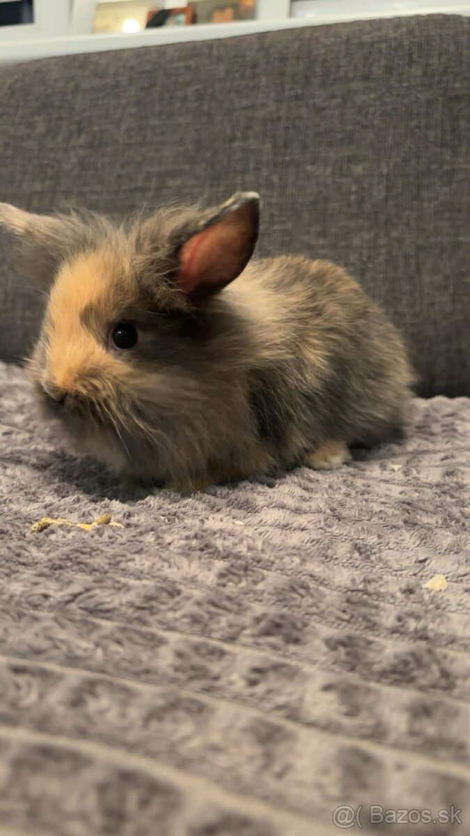 Zakrsnutý kralik baranček - 4