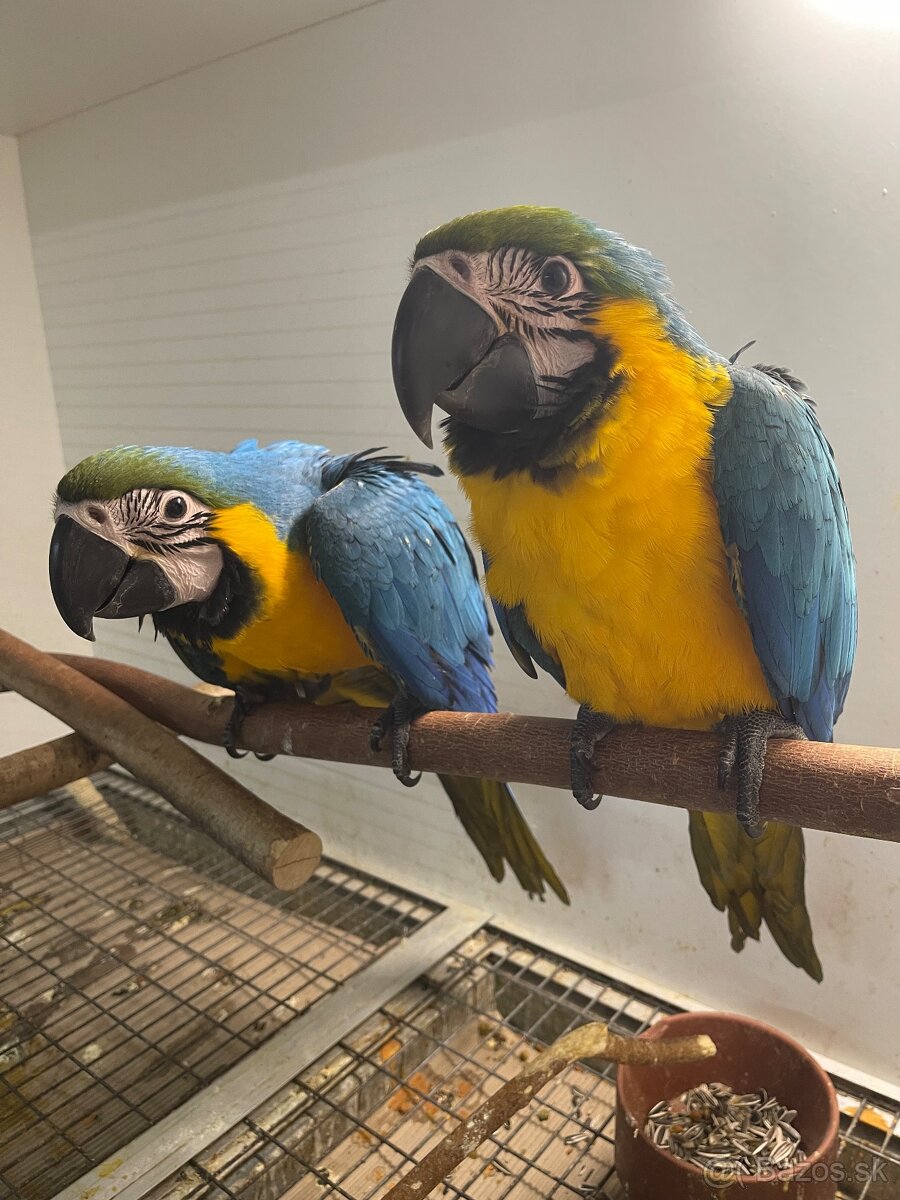 ✅✅✅ ARA ARARAUNA ✅✅✅ - 4