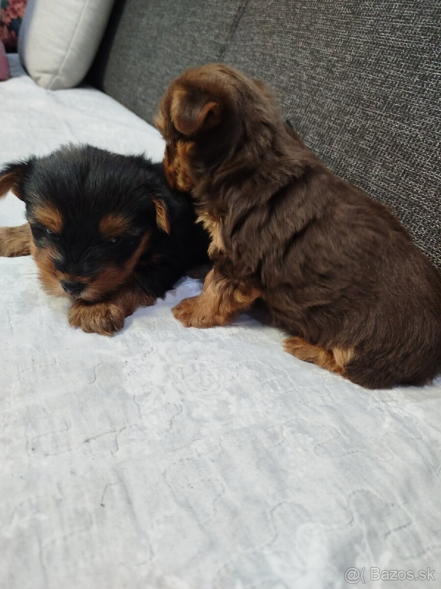 Yorksirsky terrier, Yorkshire teriér, Čoko York - 4