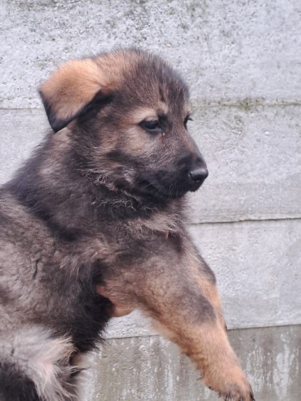 Nemecký ovčiak - 4