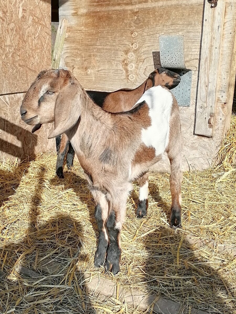 Anglonubijsky capko - 4