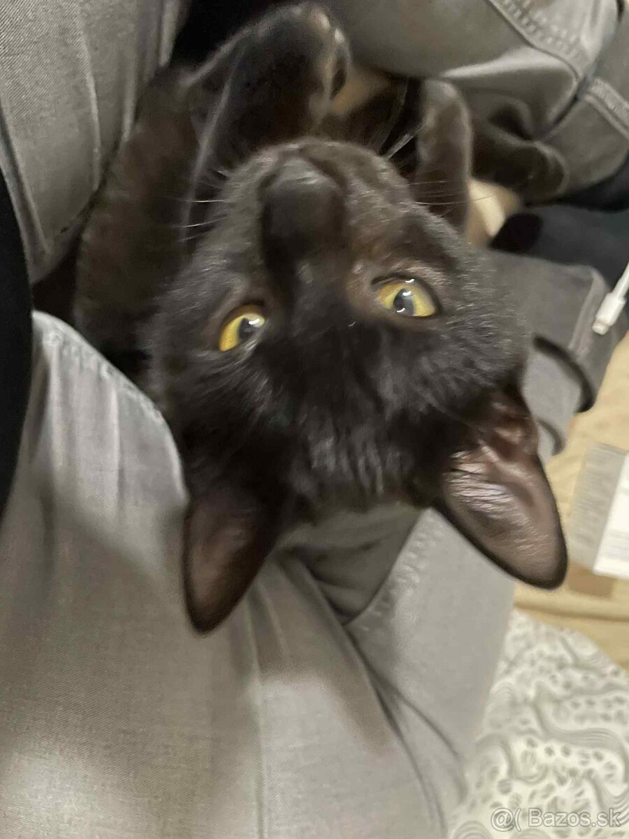 Darujem kocúrika - 4