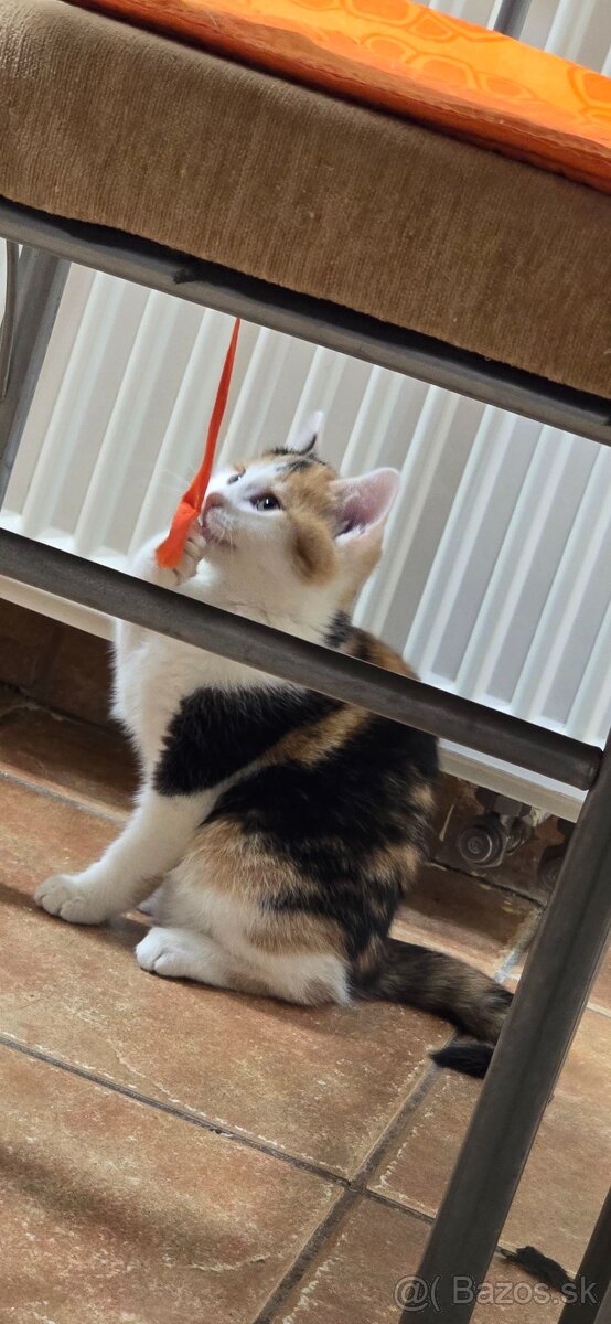 Darujeme mačiatka - 4