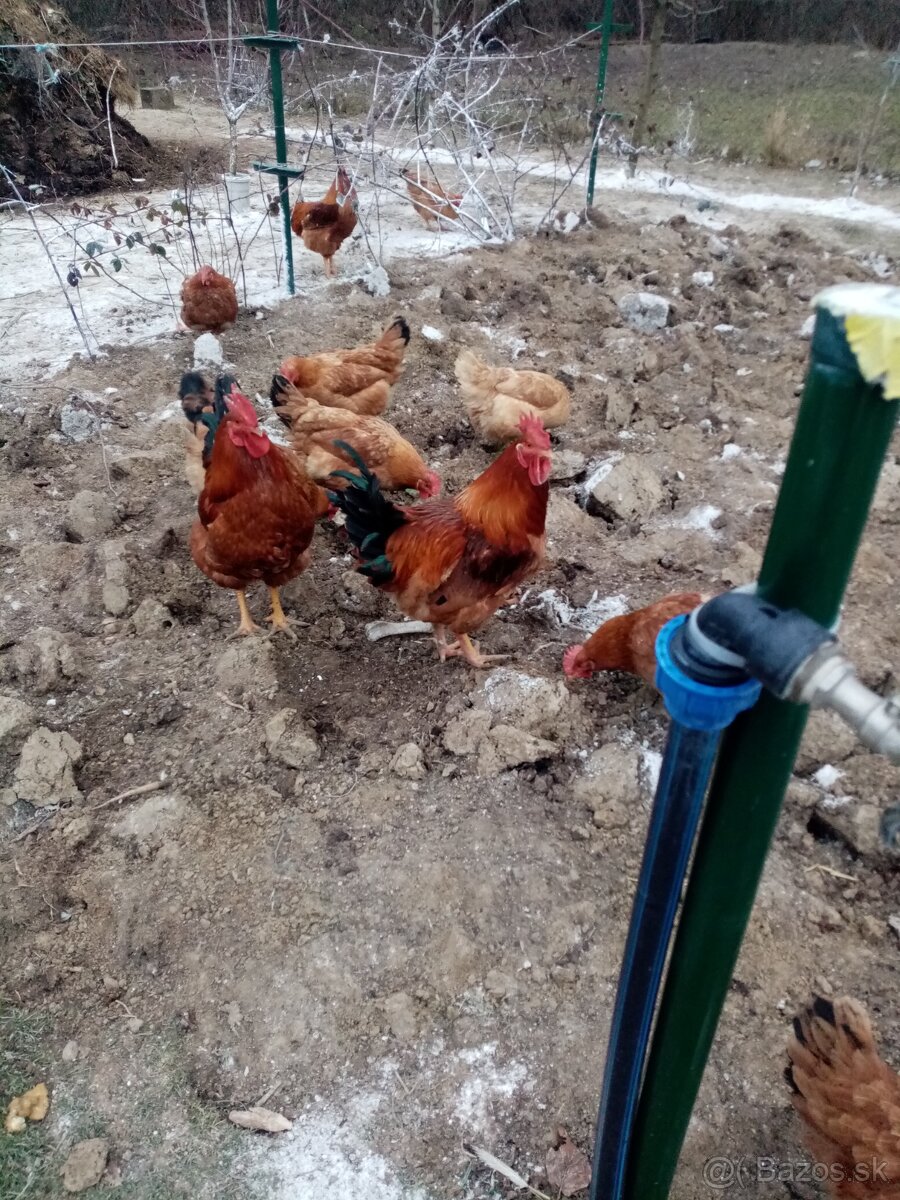 Predám nasadove vajcia kalimero - 4