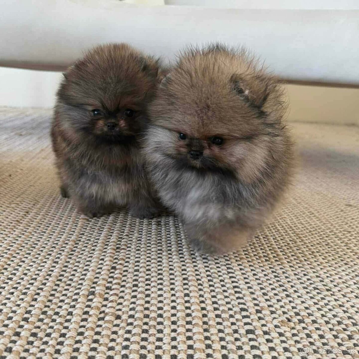 Pomeranian mini - 4
