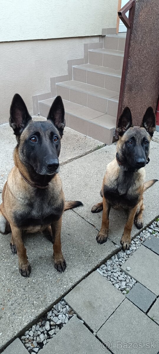 Belgický ovčiak fenka - 4