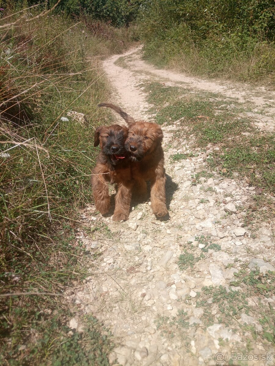 Briard plavé fenky s PP - 4