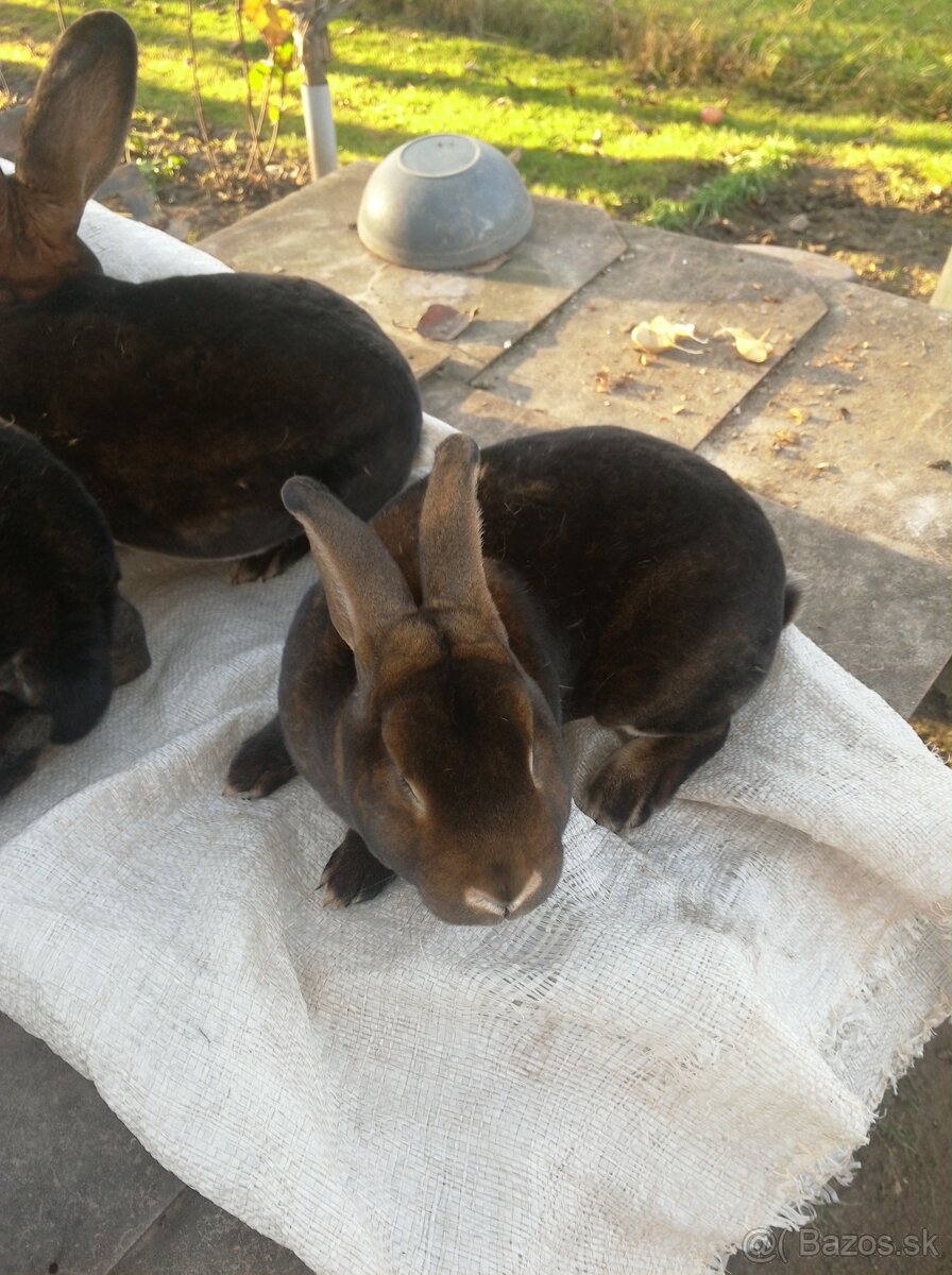 Predám Kastorex - 4