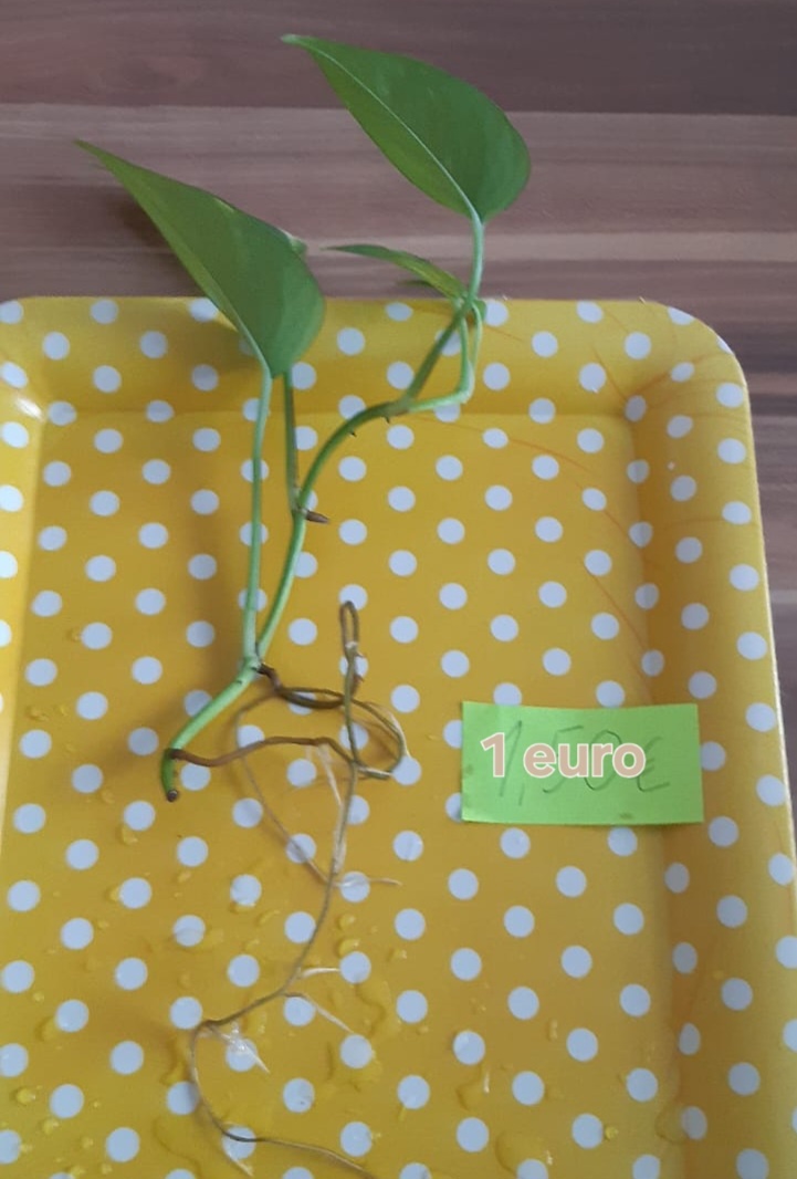 Zakorenené izbove rastliny - 4