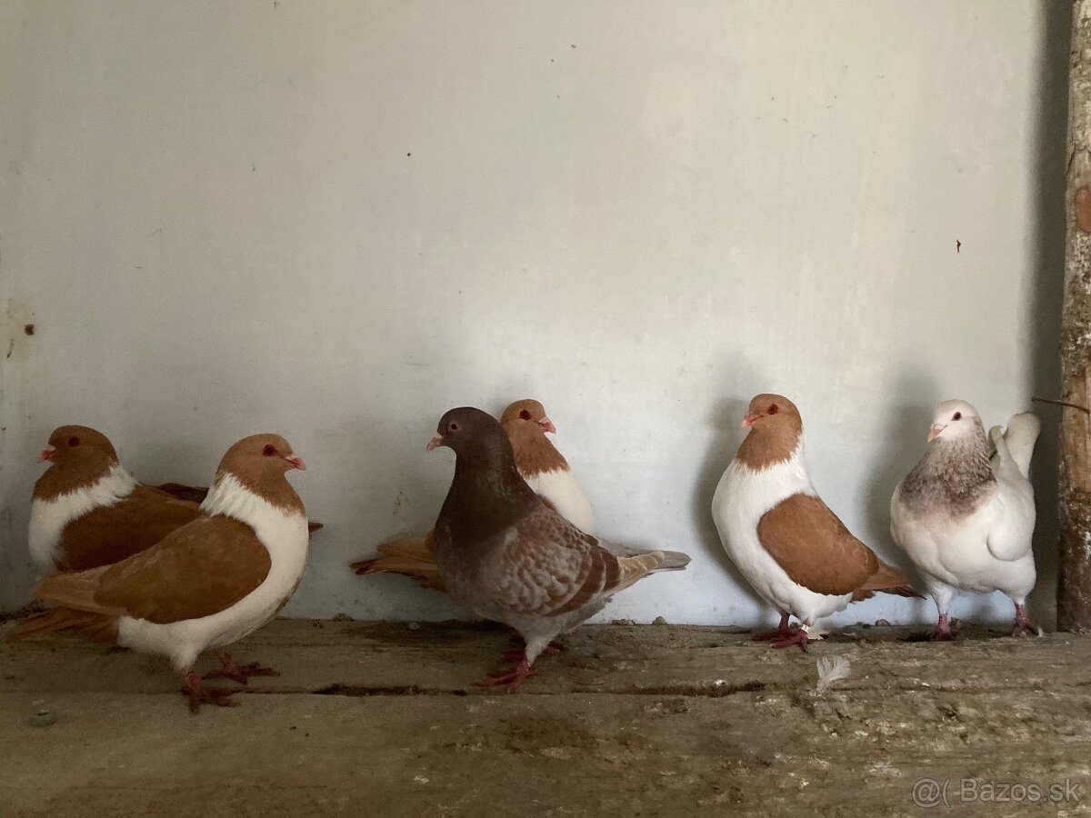 Holuby - 4