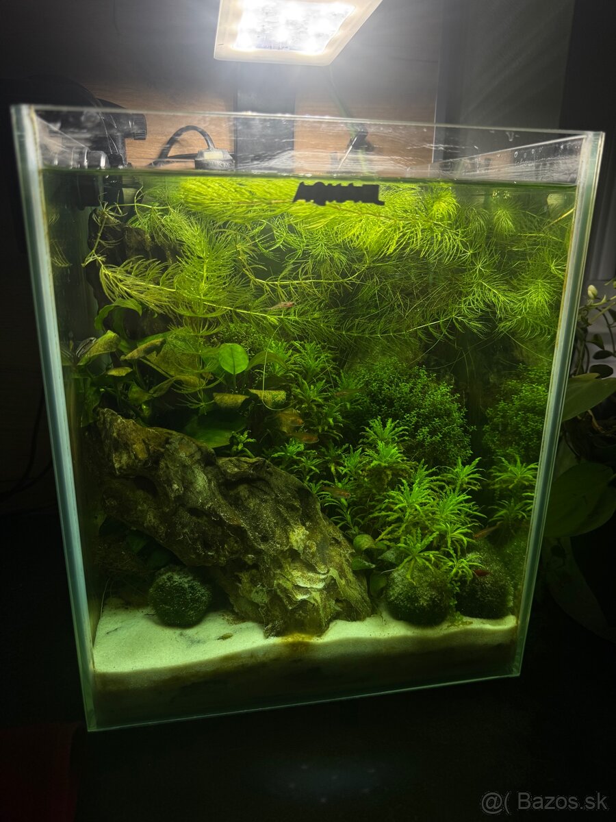 Zabehnuté nano akvárium - 4