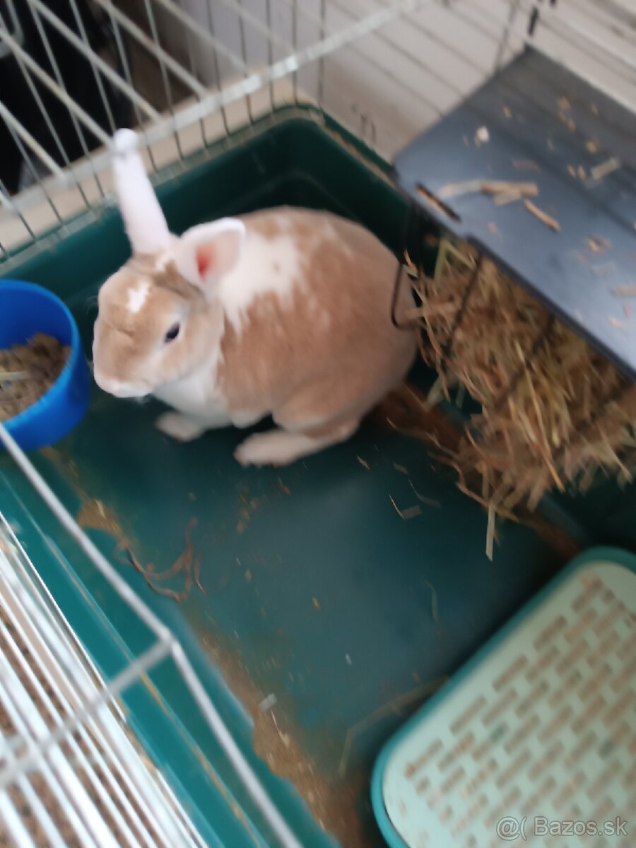 Zakrslý králik - 4