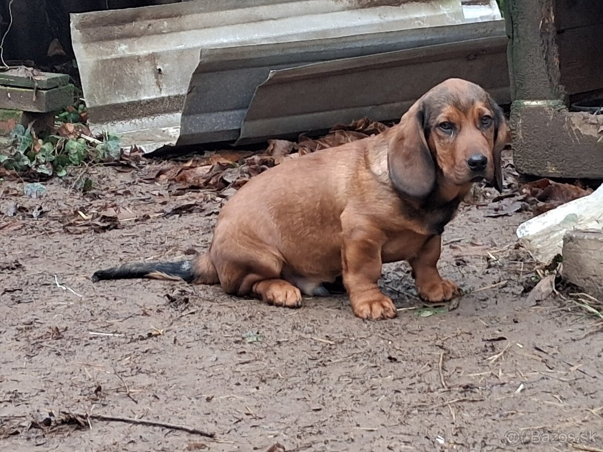 Alpský jazvečíkovitý durič - 4