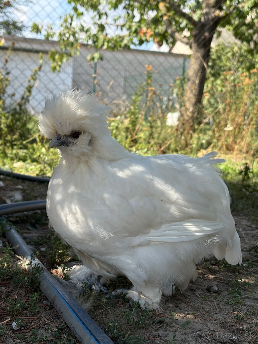 Sliepočky hodvabničky - 4