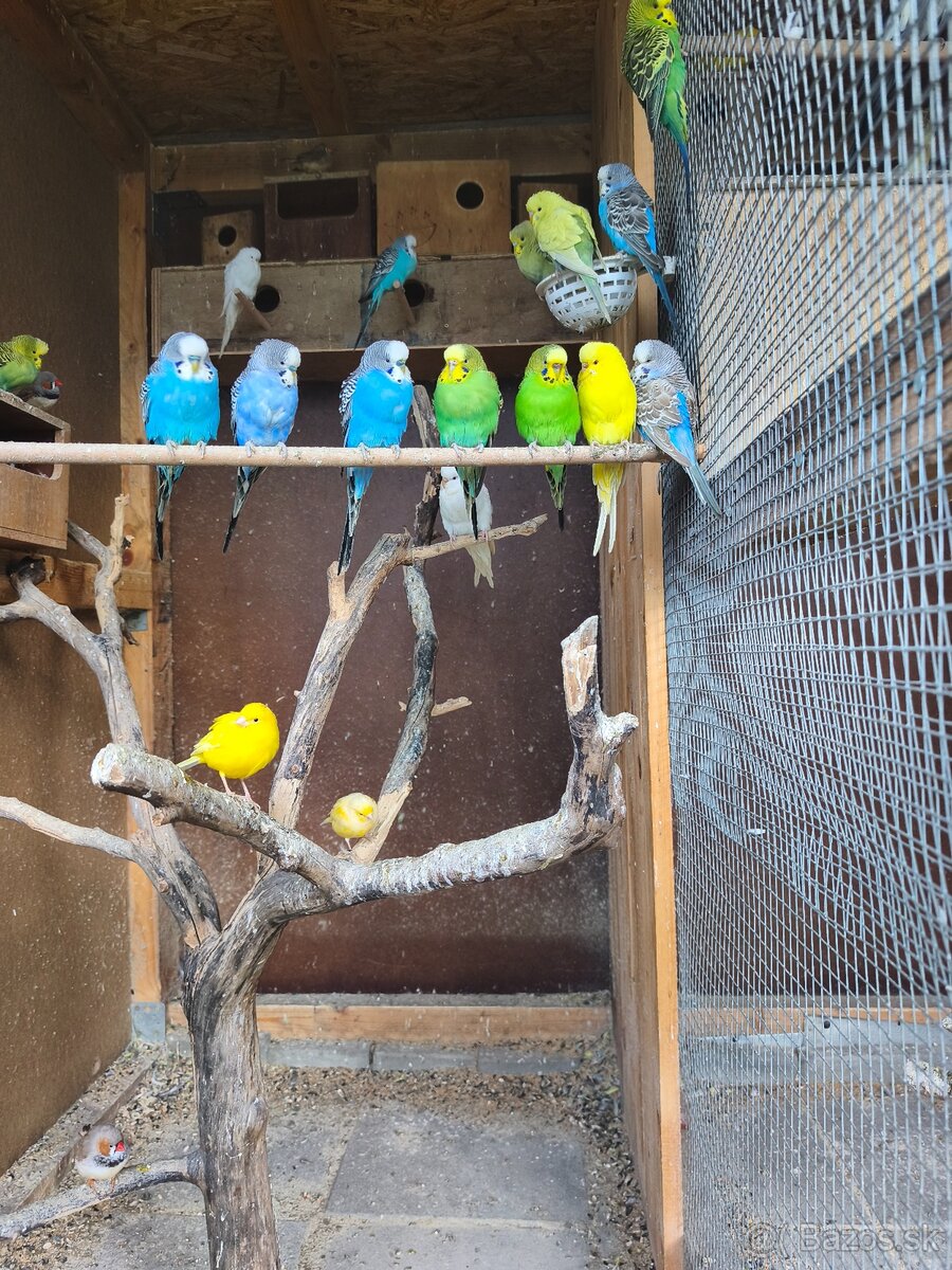 Andulky, agapornis - 4