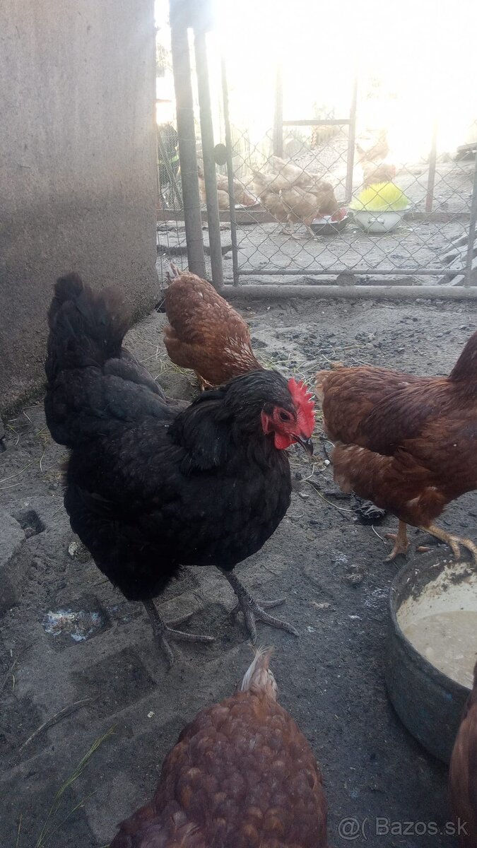 Predám australorpky - 4