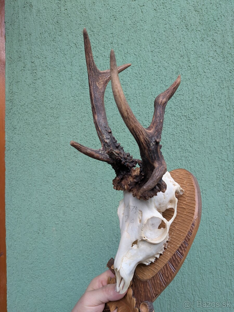 Zhody,parohy,parožie, trofej - 4