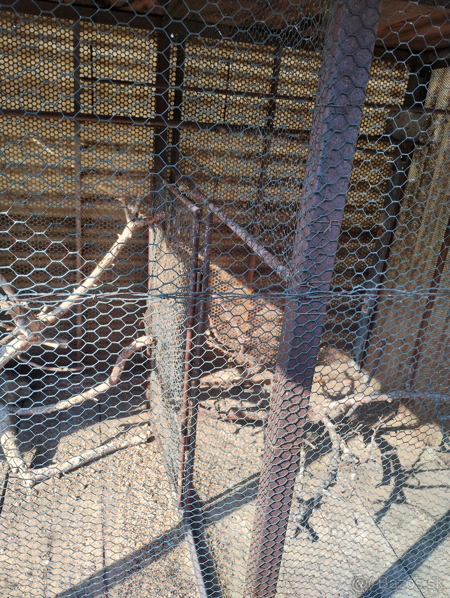 Klietka pre vtáky - 4