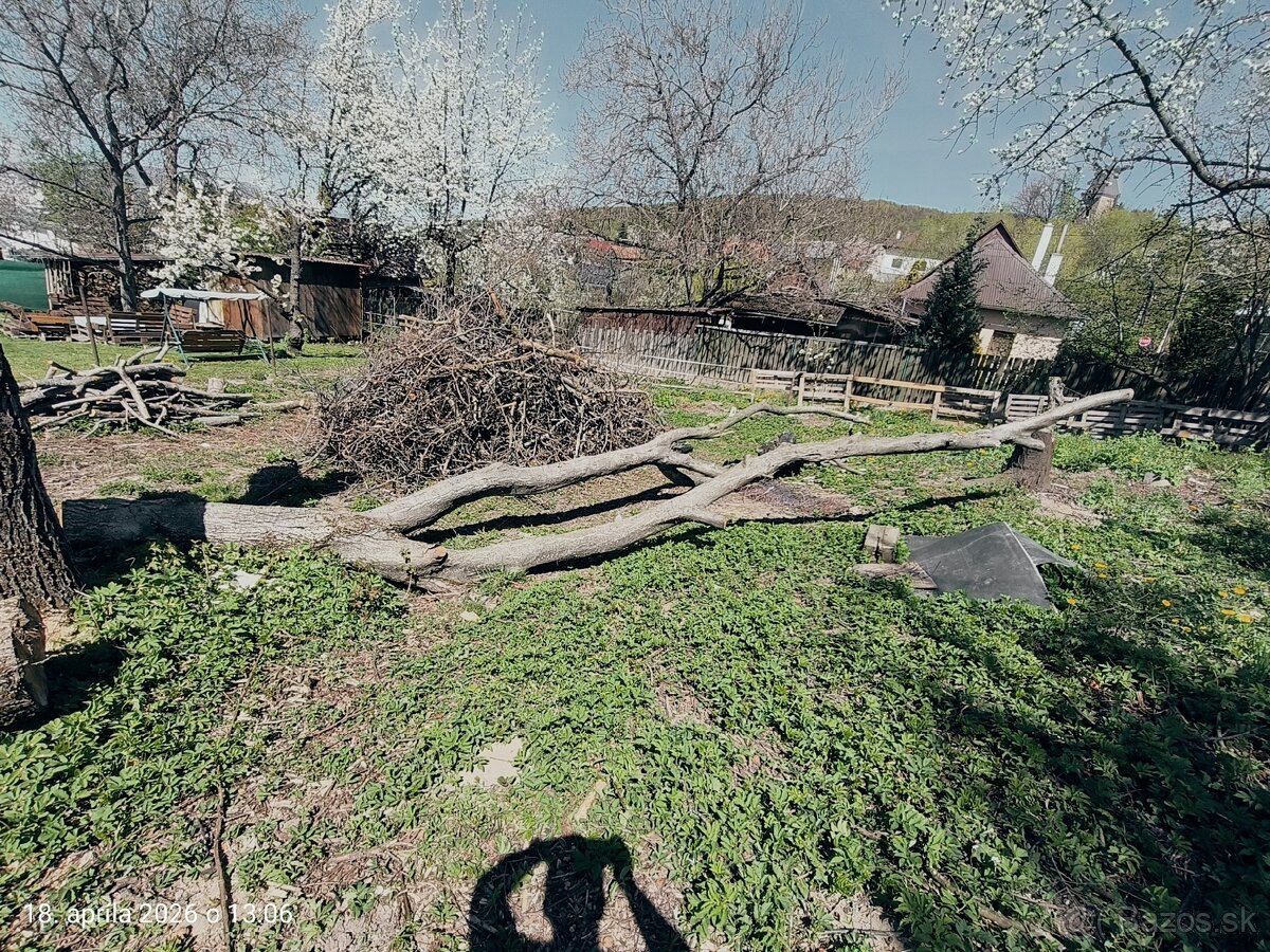 Drevo orech na rezbarske účely - 4