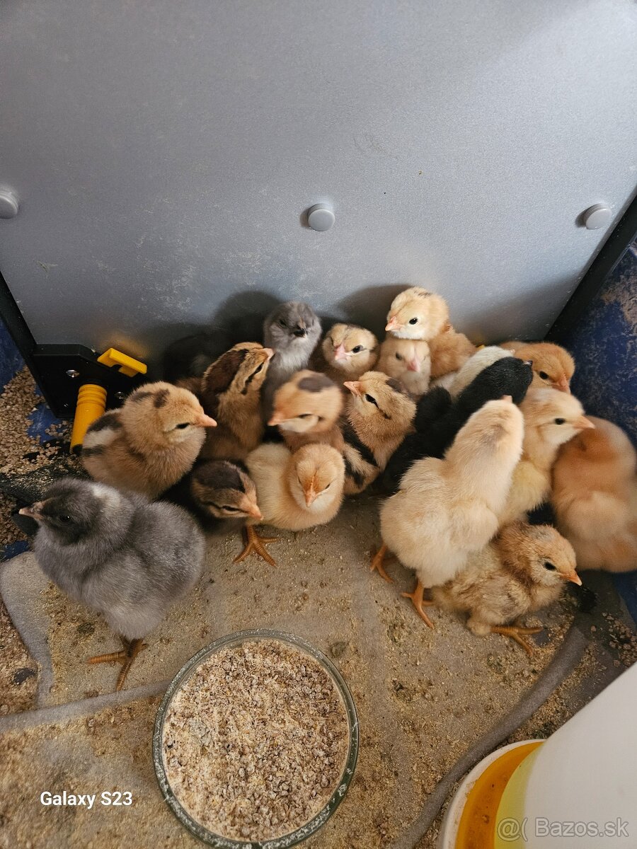 Predám nasadové vajíčka araucana - 4