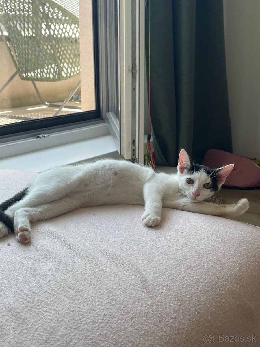 Mačiatka hladajú domov, spolu či samostatne, Bratislava - 4