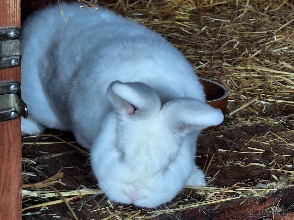 Novozélandský biely králik - 4