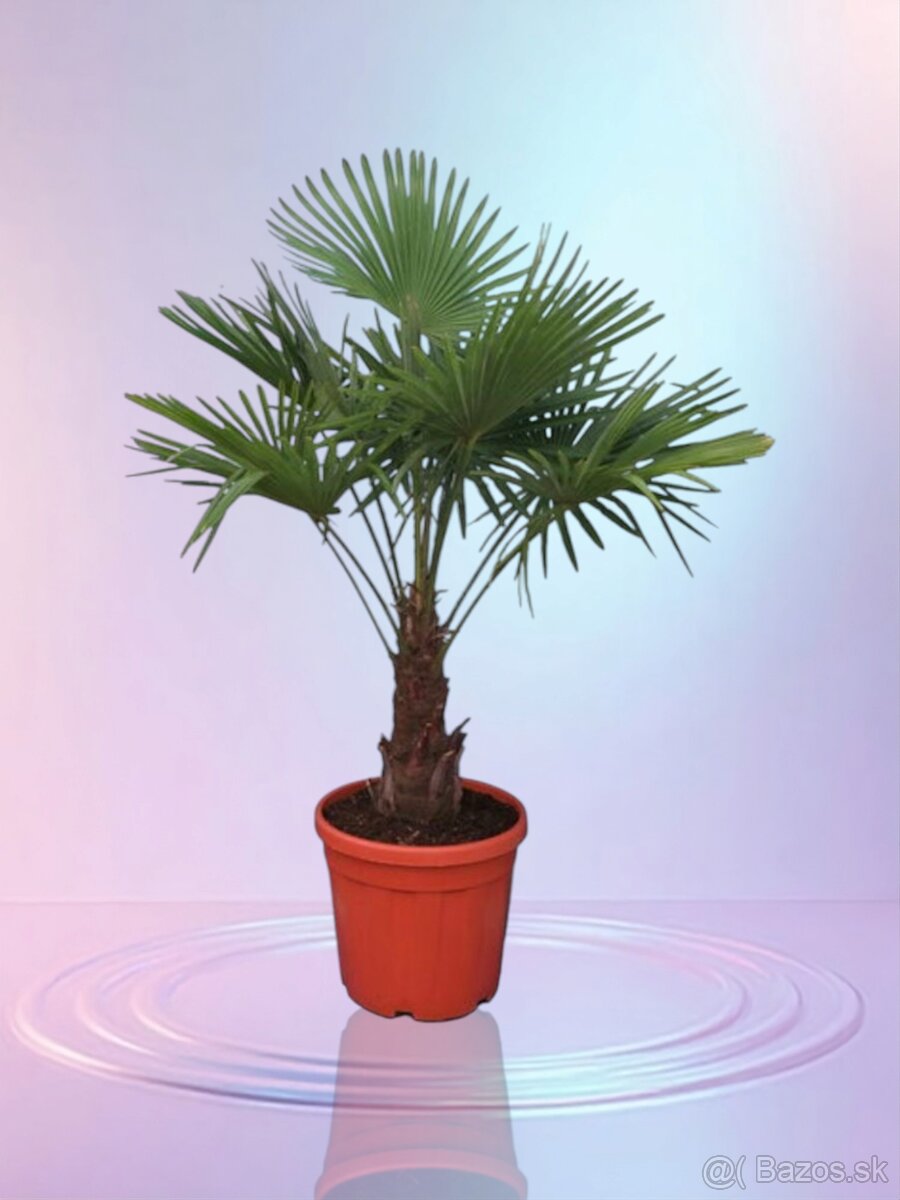 Palma Trachycarpus Fortunei - sadenice - 4