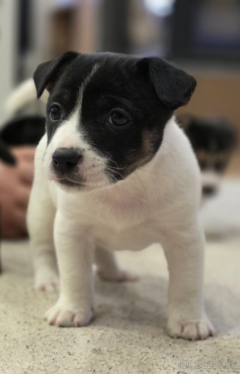 Jack russel teriér - 4