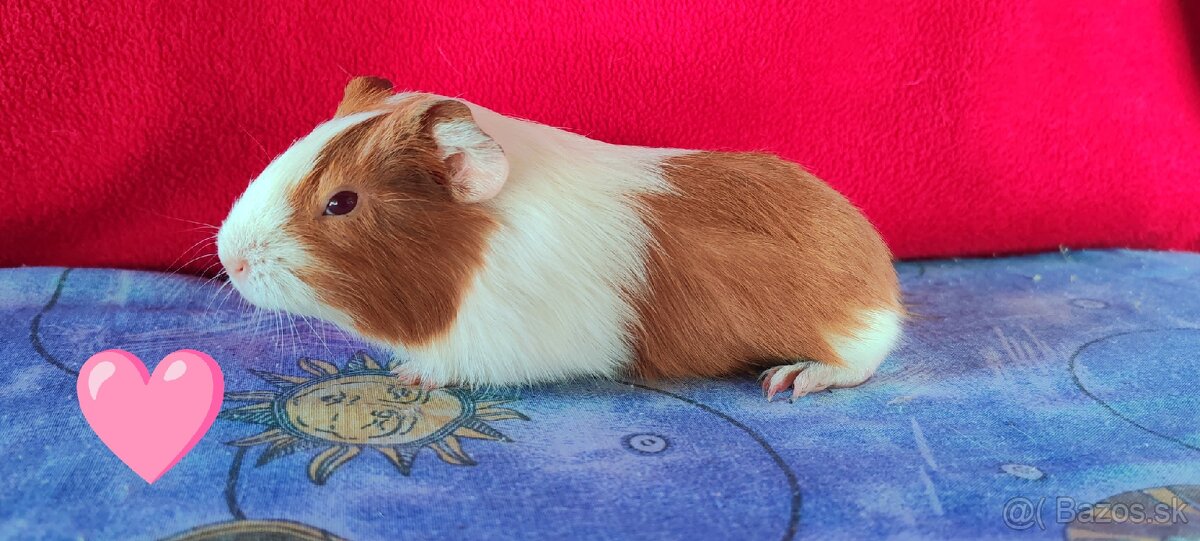 Morské prasiatka, morčatá 🐹 - 4