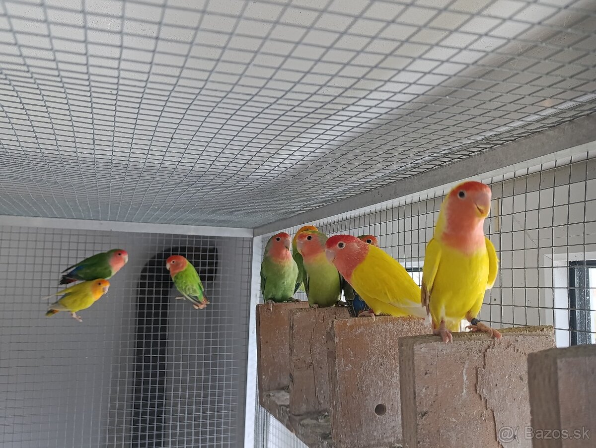 Agapornis ružovohrdlý. - 4