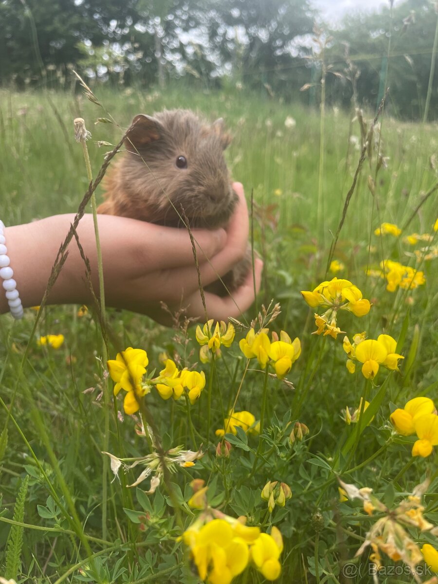 Predám morské prasiatka 🐹 - 4
