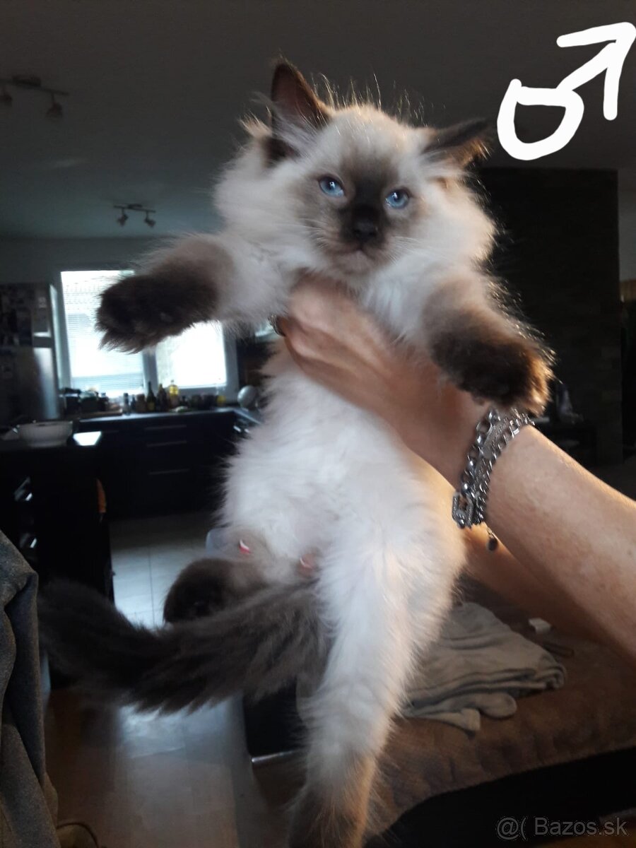 Mačiatka Ragdoll - 4