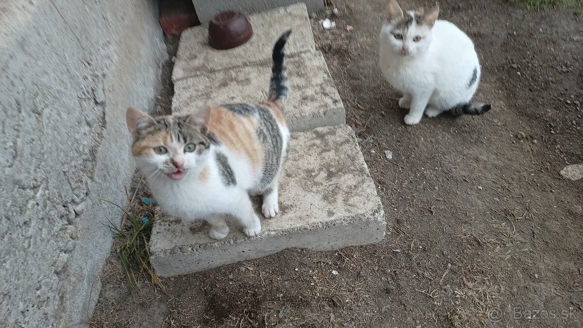 Darujem mačiatka - 4