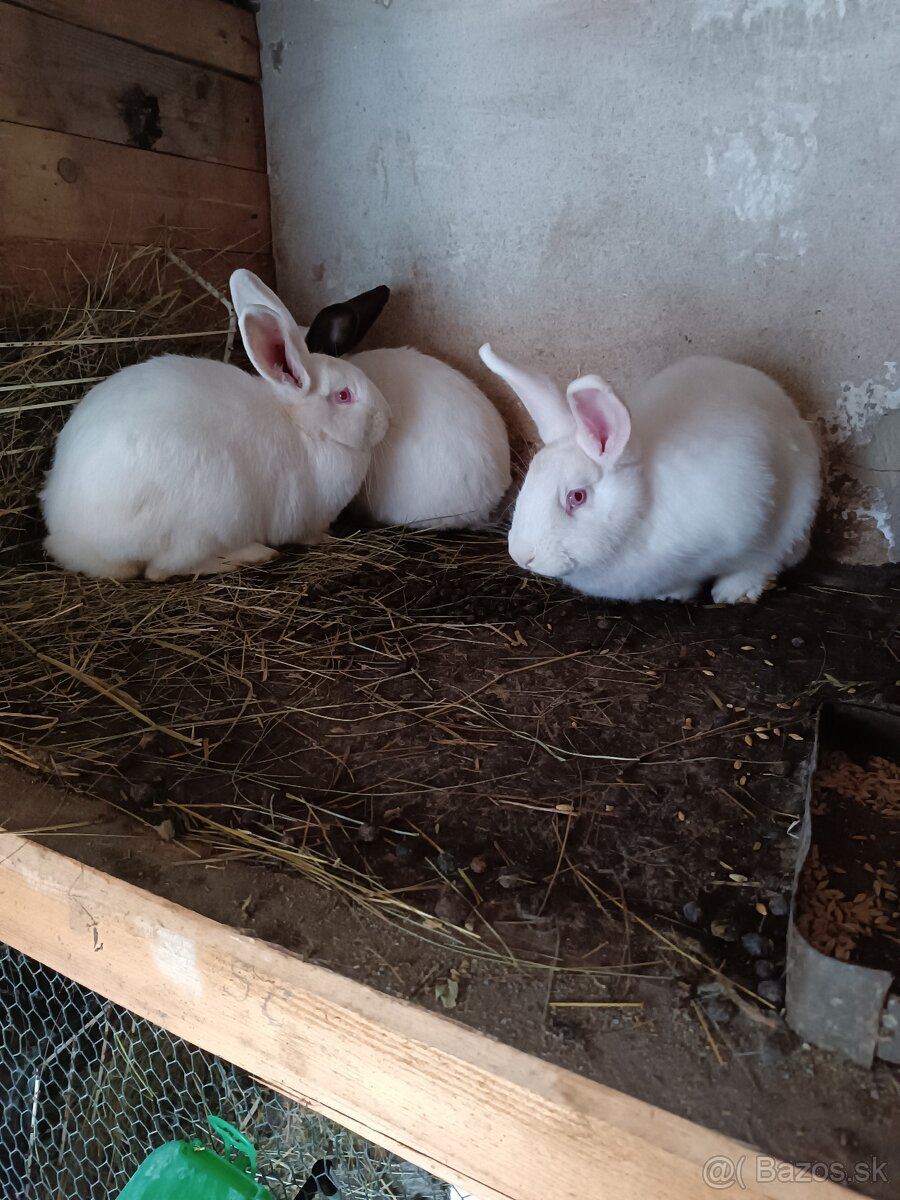 Zajace kraliky - 4
