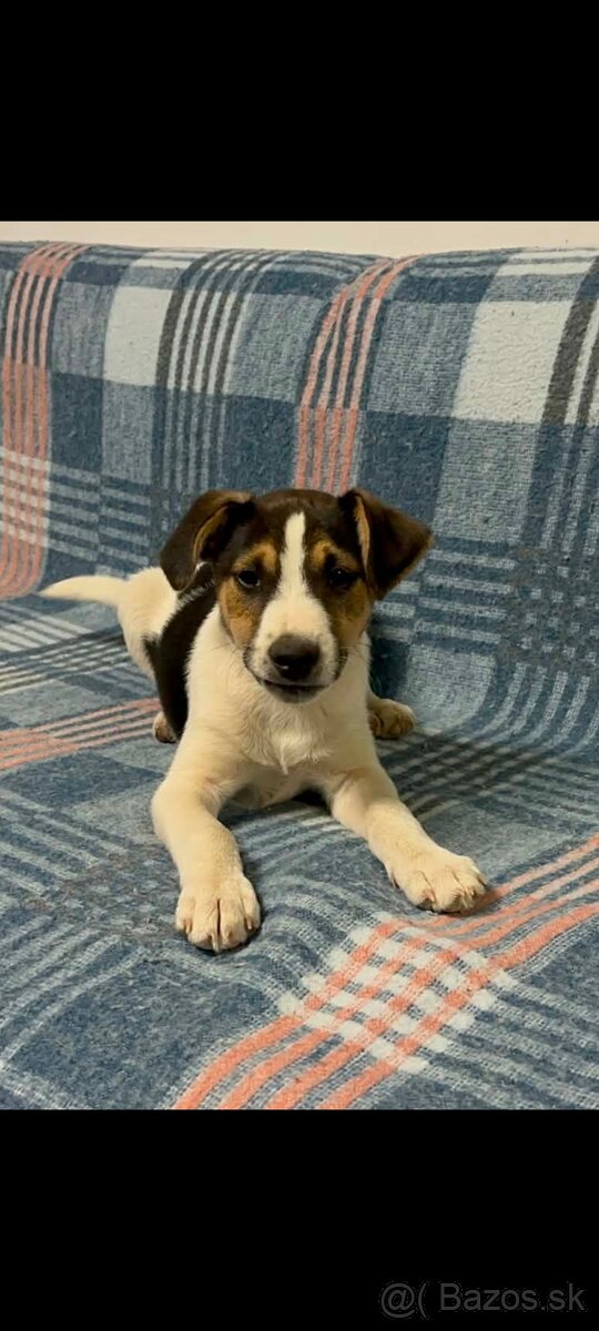 Jack russel terier - 4