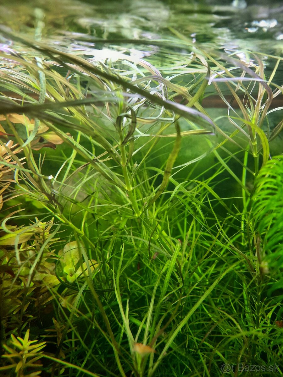 Akvarijne rastliny 5druhov - 4