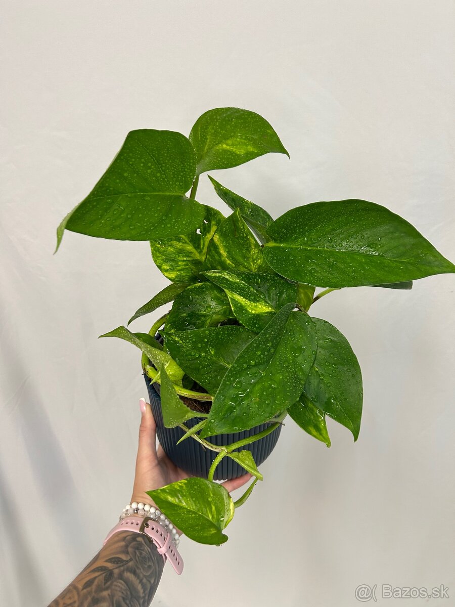 Epipremnum aureum ‚Hicolor‘ - 4