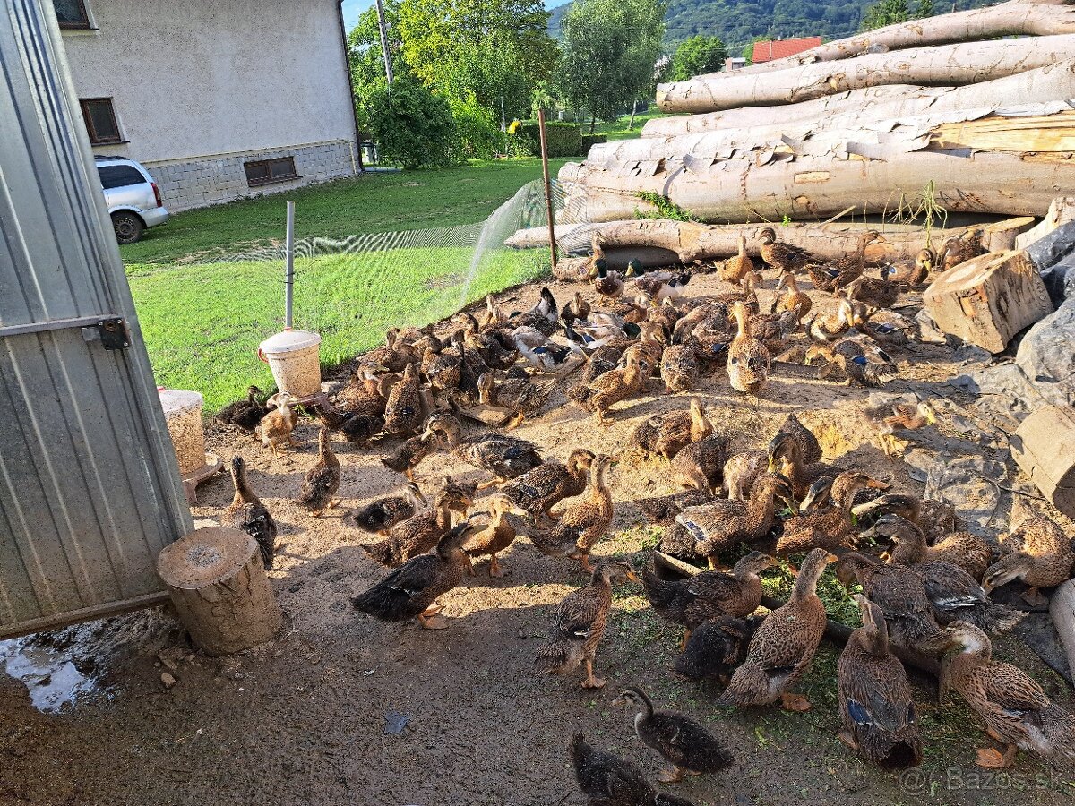 Ruánska kačica - 4