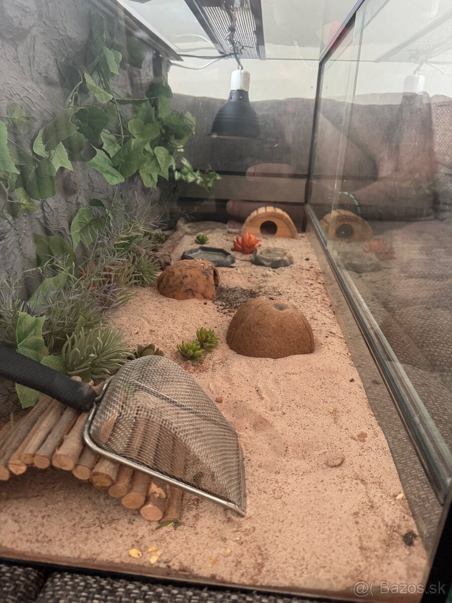 Veľké zariadené terárum pre gekončíka (120 x 50 x 50cm ) - 4