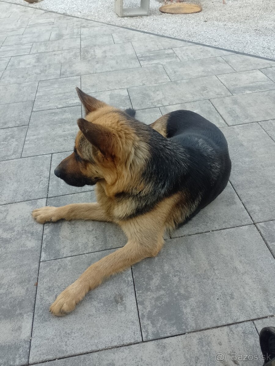 Nemecký ovčiak šteniatka - 4