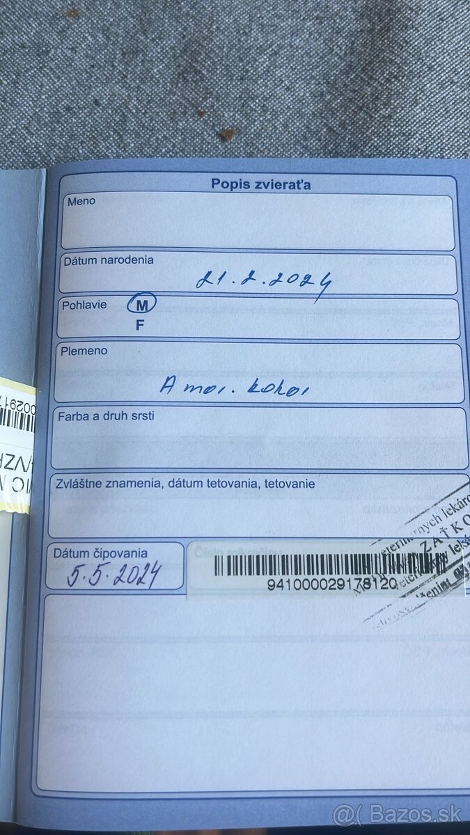 Predám psa - americký kokršpaniel - 4