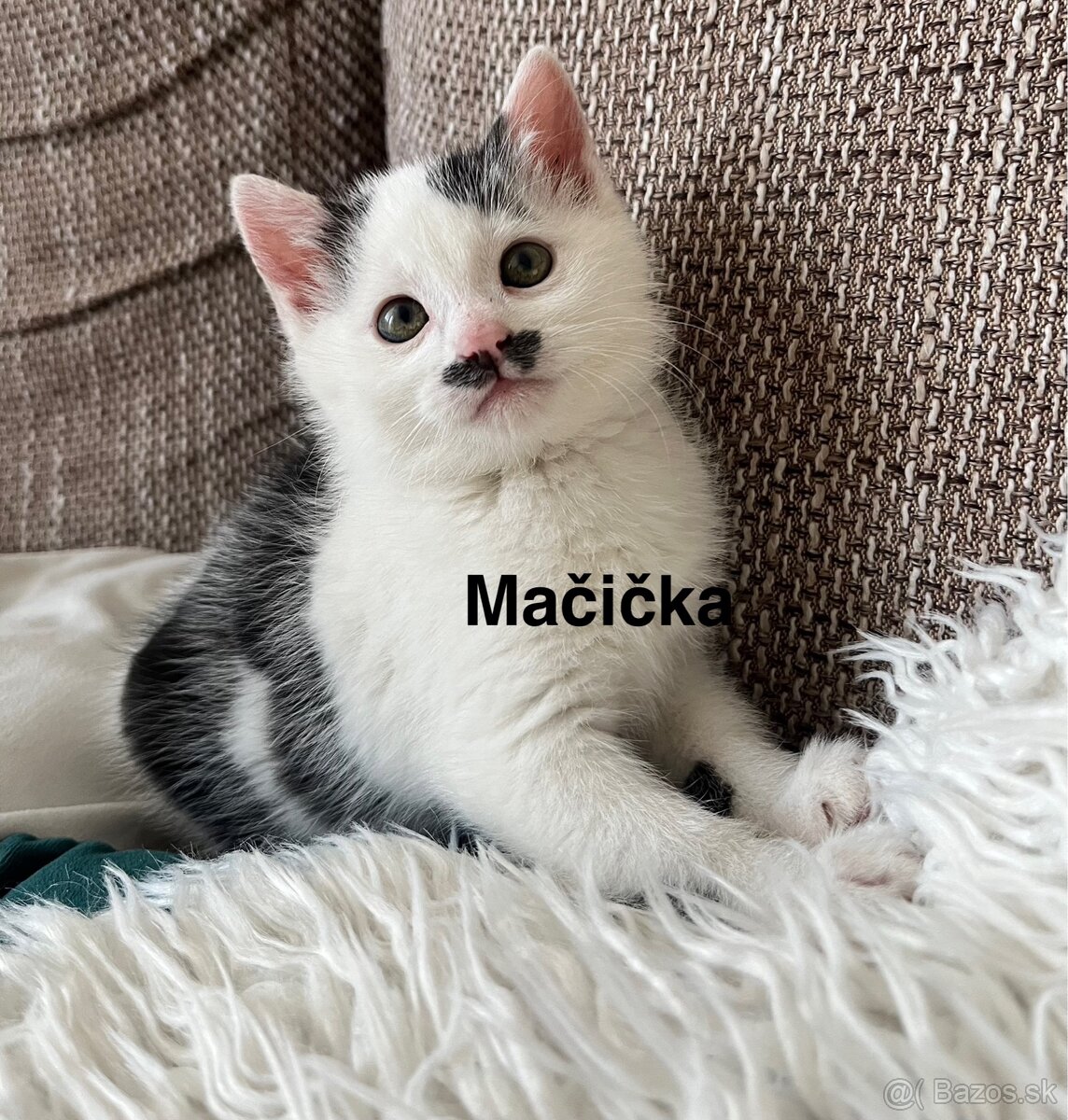 Darujem 3 mačiatka - 4