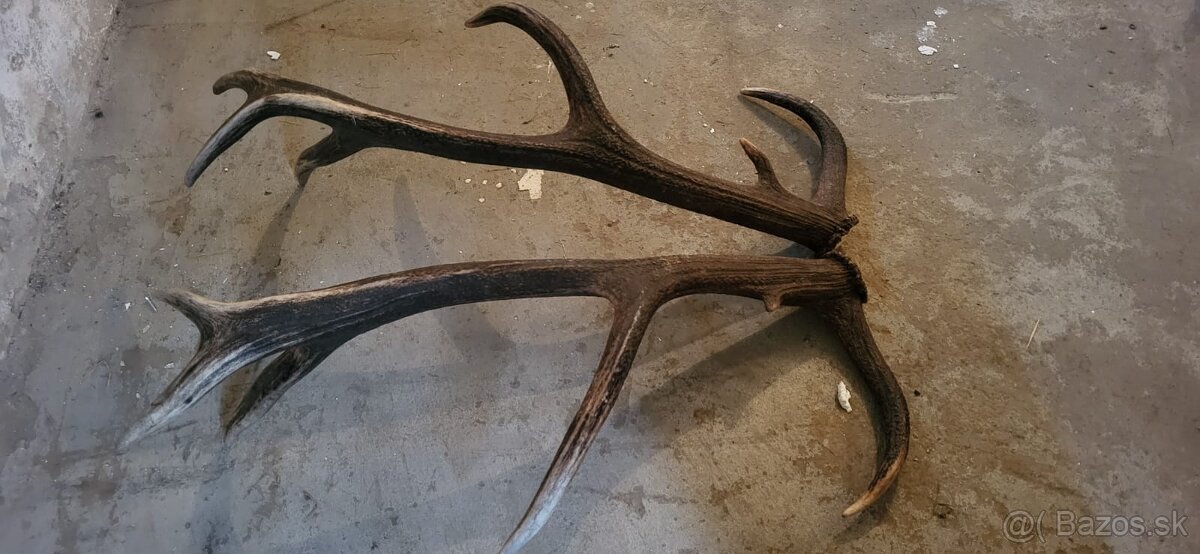 Jelenia parka.parohy.zhody - 4