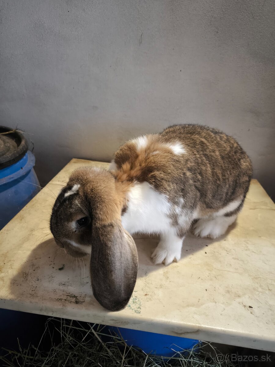 Francúzsky baran - 4