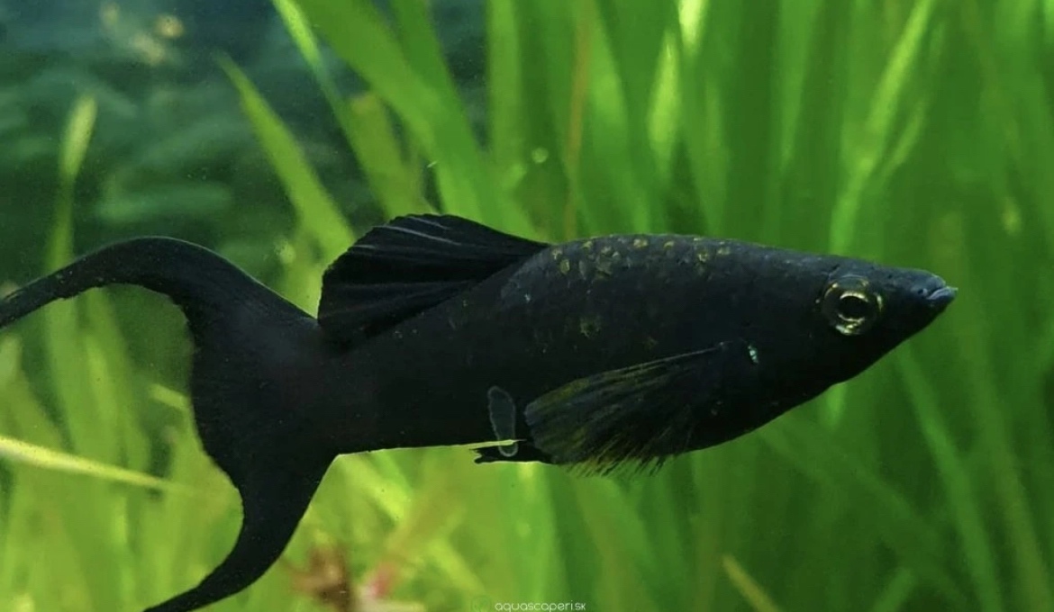 Darujem živorodky - 4