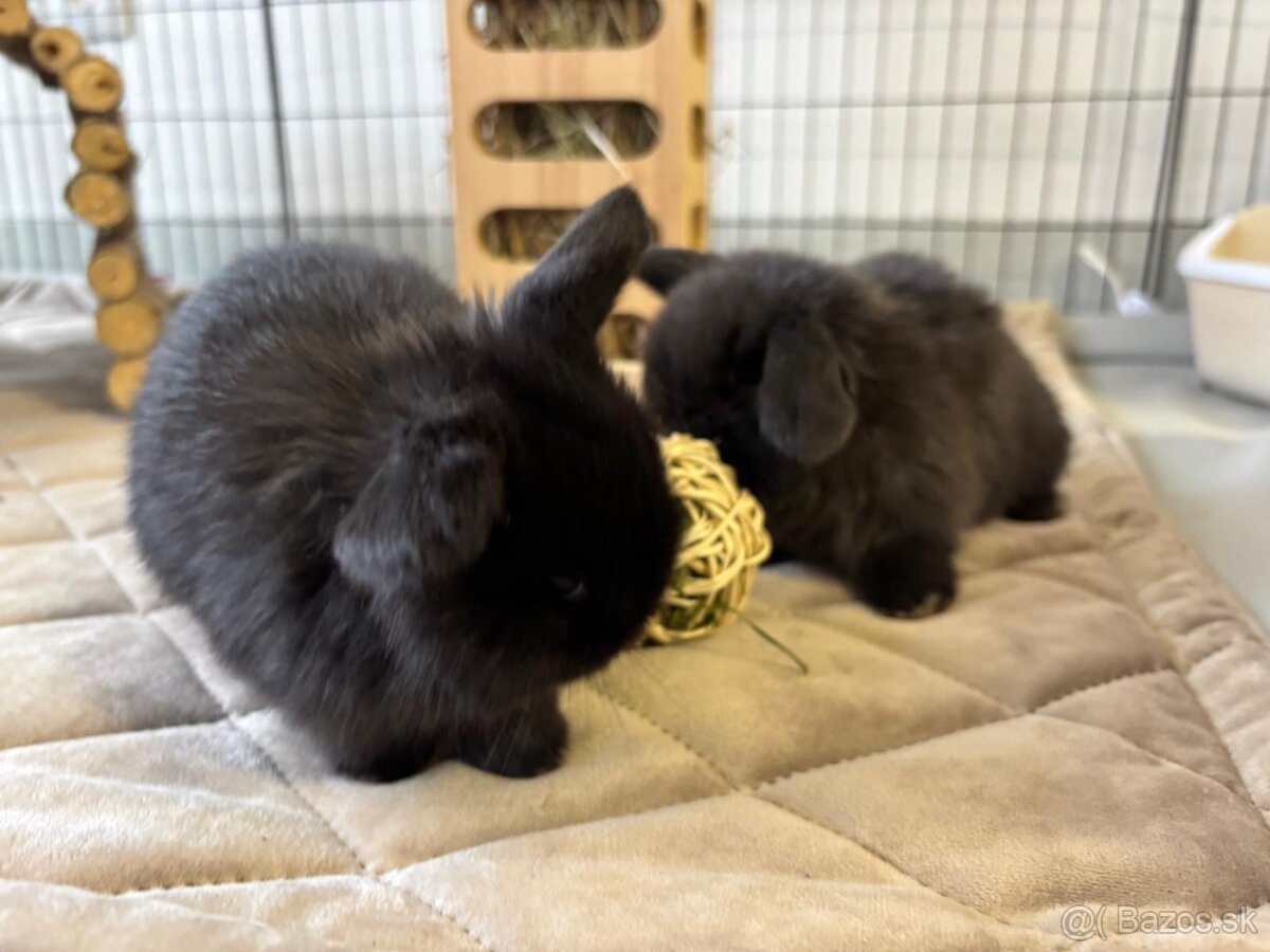 Ponúkame na rezerváciu minilop zajačikov, králičkov, zajacov - 4