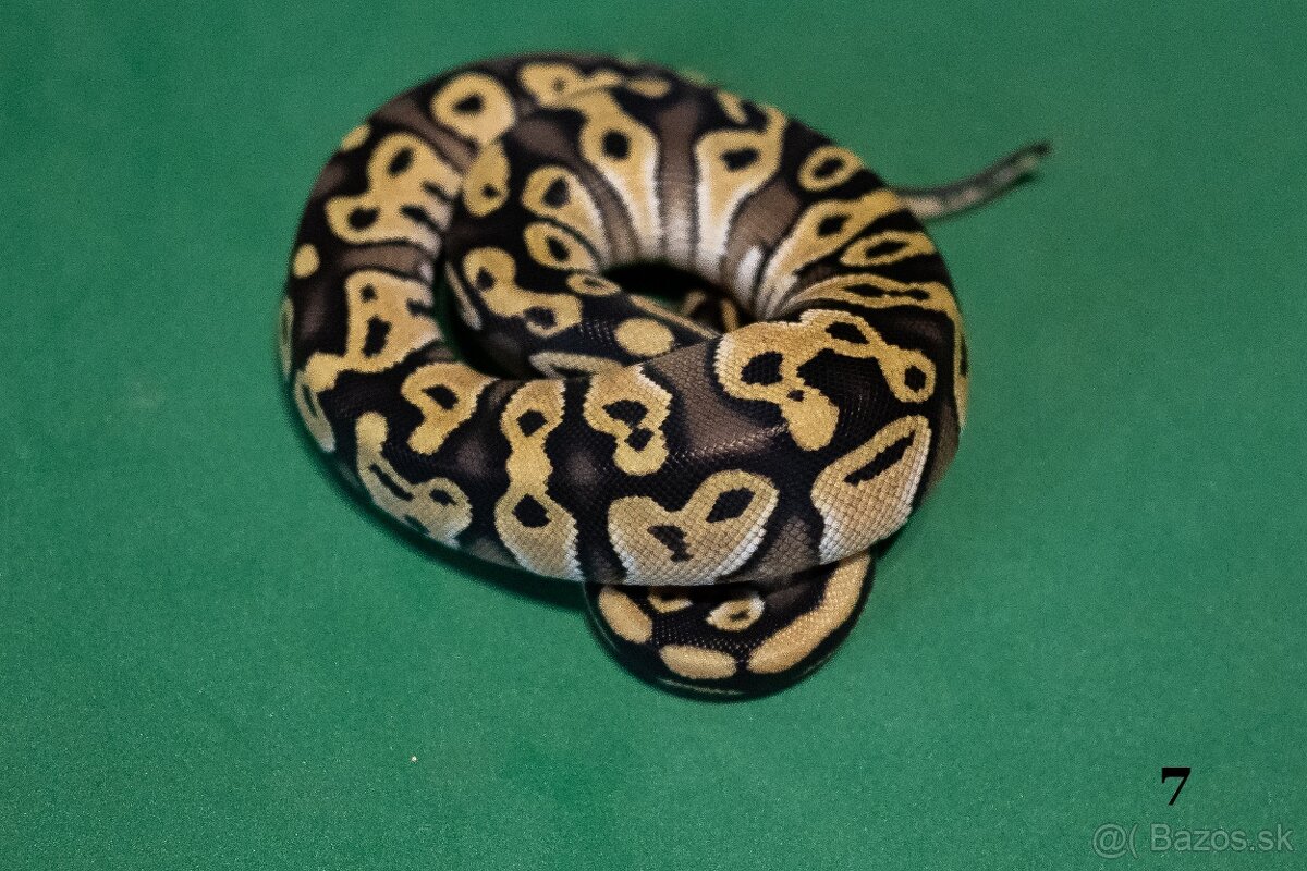 Pytón kráľovský/ Python regius - 4