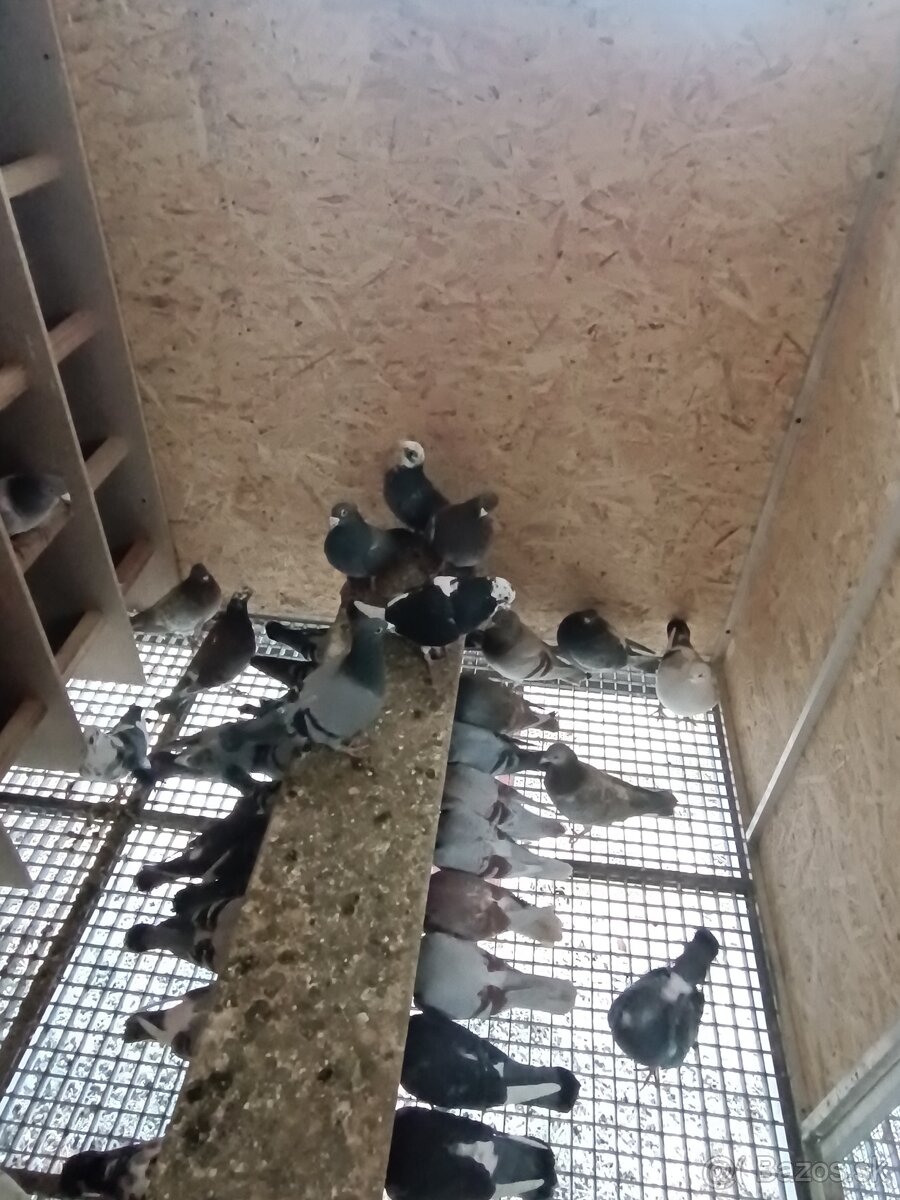 Predám poštové holuby - 4