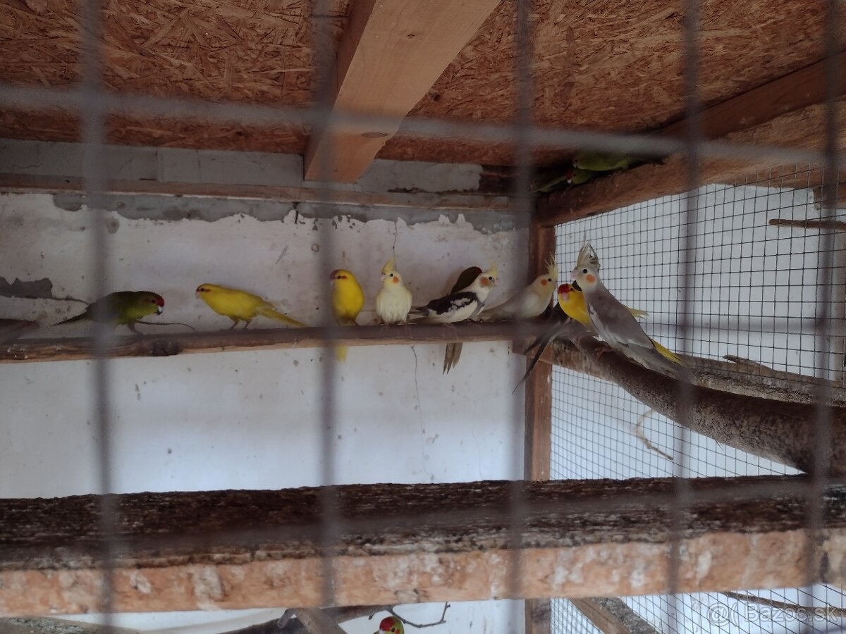 Predam - 4